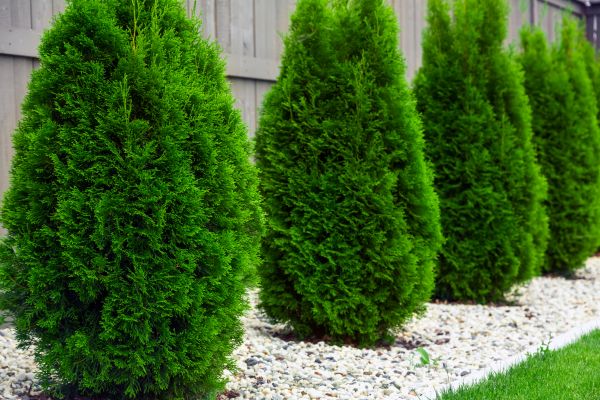 Arborvitae Planting in Largo