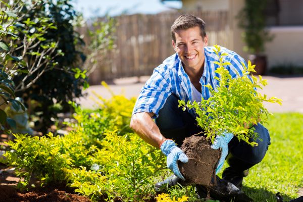 Bush Planting Service in Largo