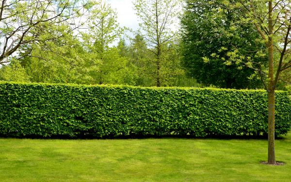Hedge Planting in Largo