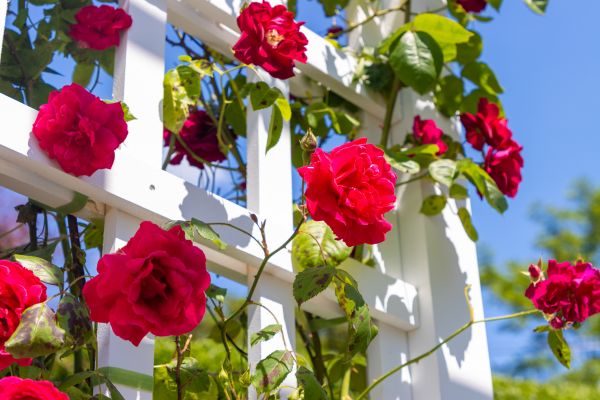 Home Gardening Service in Largo