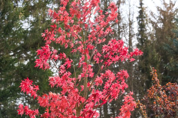 Japanese Maple Planting in Largo