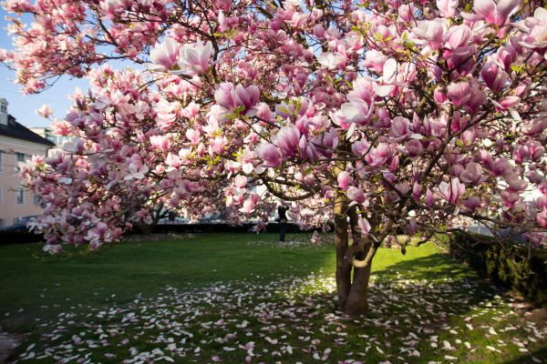 Magnolia Tree Planting in Largo