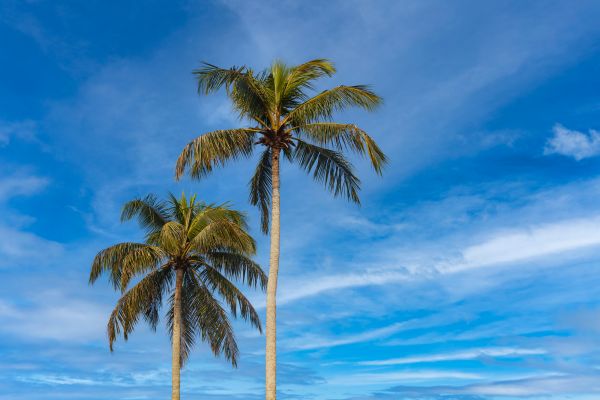 Palm Tree Planting in Largo
