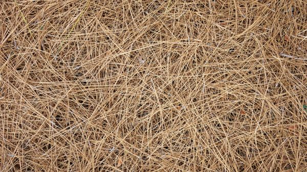 Pine Needles Delivery in Largo