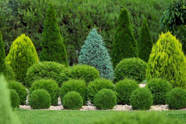 Shrub Installation in Largo