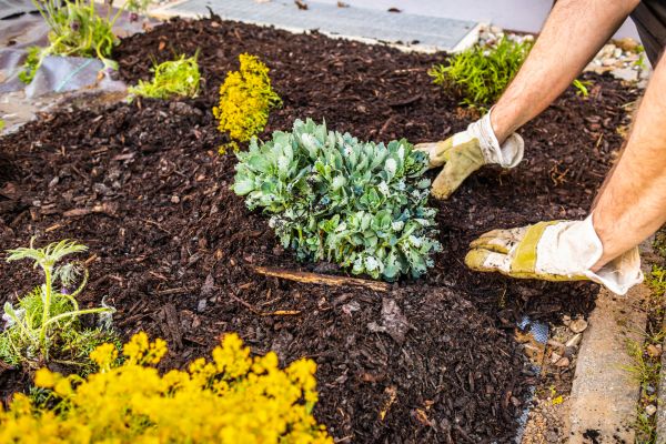 Weeding And Mulching in Largo