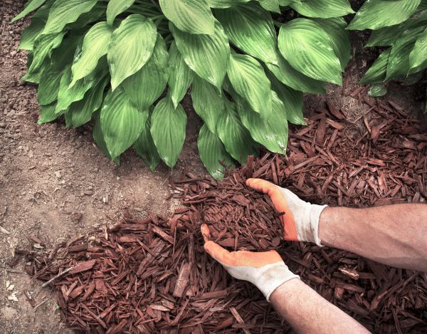 Shredded Mulch Service in Largo