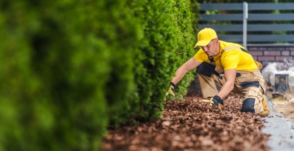 Cypress Mulch Installation in Largo