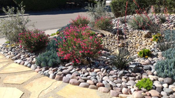 Xeriscape Landscaping in Largo