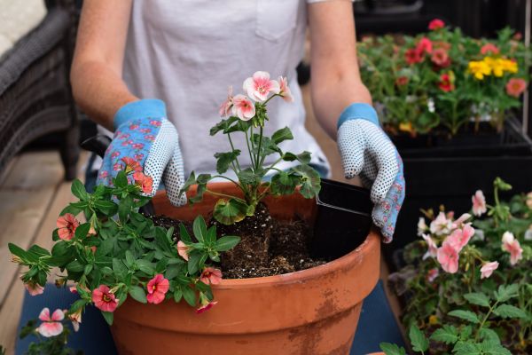 Plant Care Service in Largo