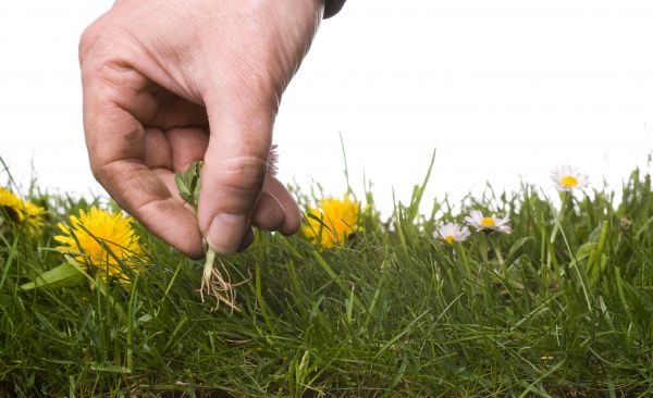 Lawn Weeding in Largo