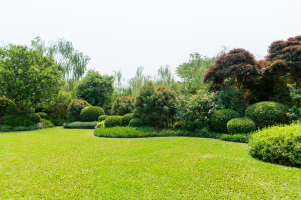 Tree Landscaping in Largo