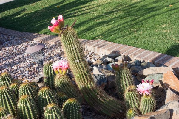 Desert Landscaping in Largo