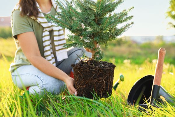 Spruce Tree Planting in Largo