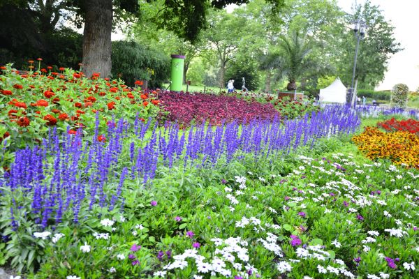 Perennials Planting in Largo