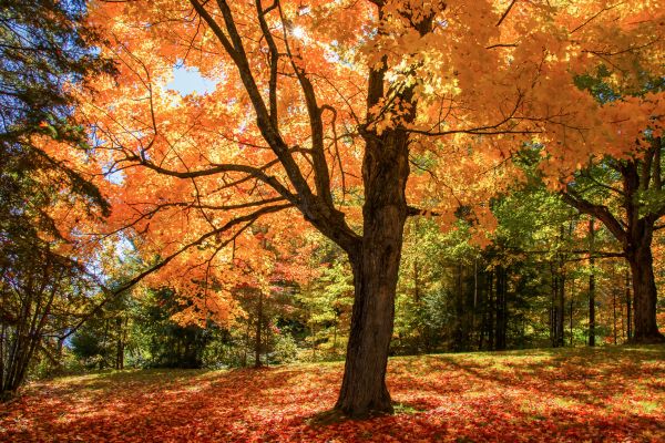 Maple Tree Planting in Largo