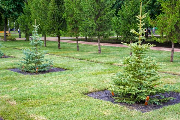 Privacy Trees Planting in Largo