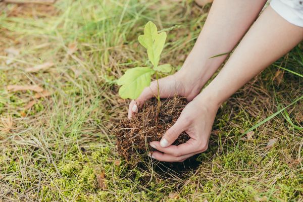 Oak Tree Planting in Largo
