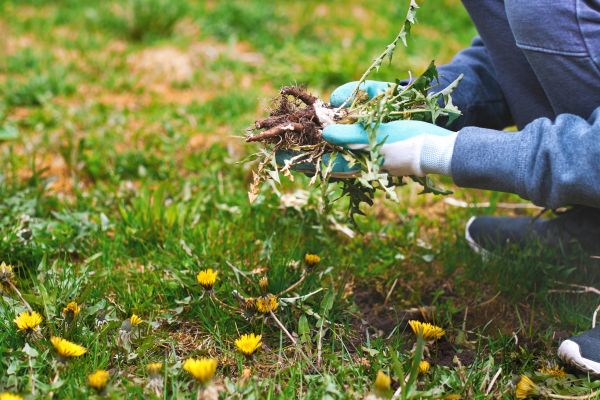 Flower Bed Clearing in Largo