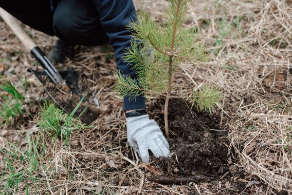 Pine Tree Planting in Largo