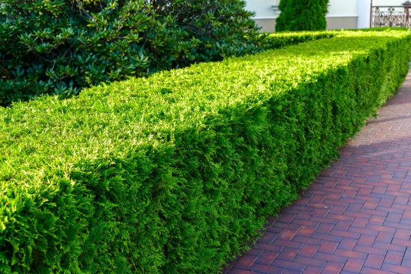 Hedge Installation in Largo