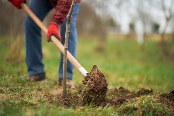 Trees Planting in Largo