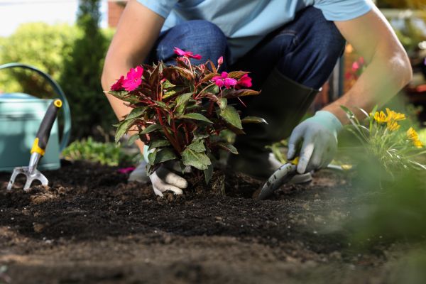 Plant Replacement in Largo