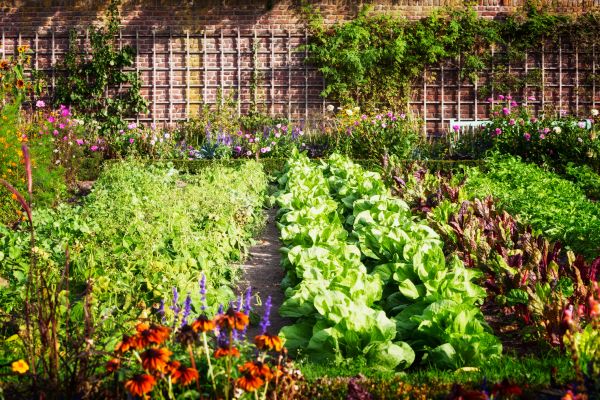Garden Planting Service in Largo