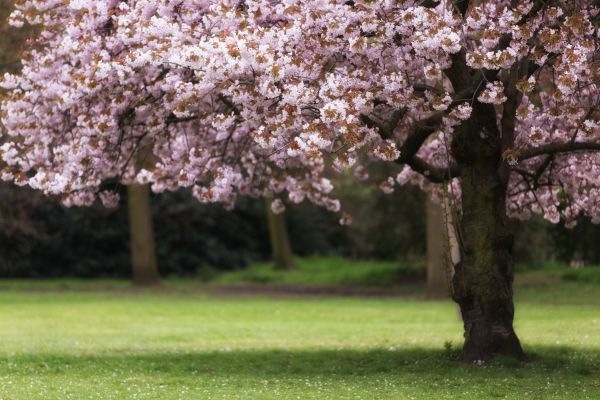 Cherry Tree Planting in Largo