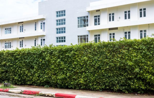 Privacy Landscaping in Largo