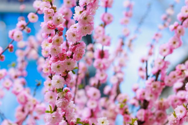 Japanese Cherry Tree Planting in Largo