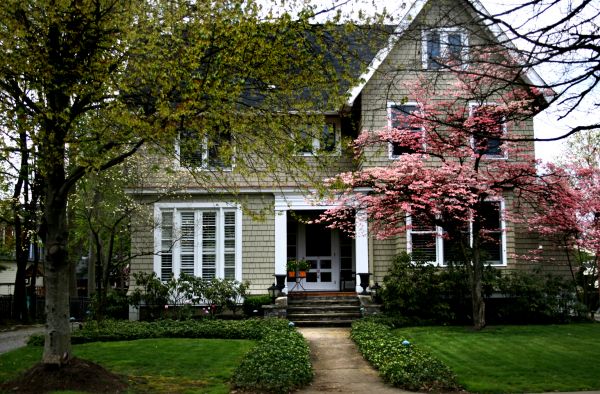 Ornamental Tree Planting in Largo