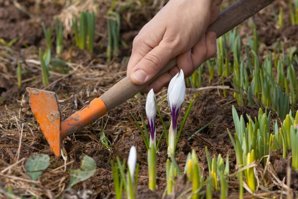 Flower Garden Weeding in Largo