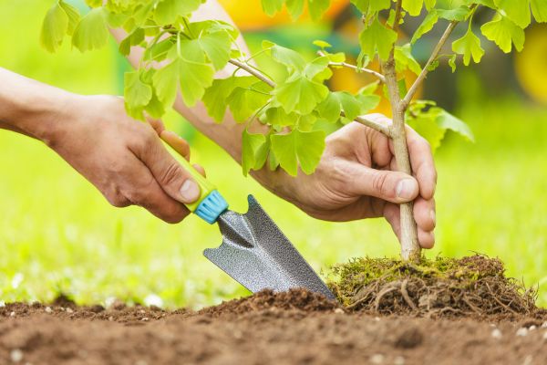 Fruit Tree Planting in Largo