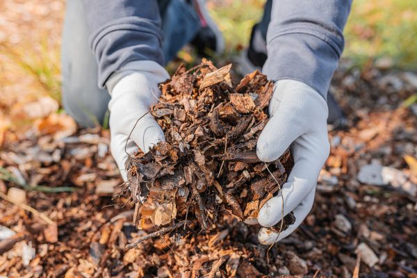 Shredded Mulch Installation in Largo