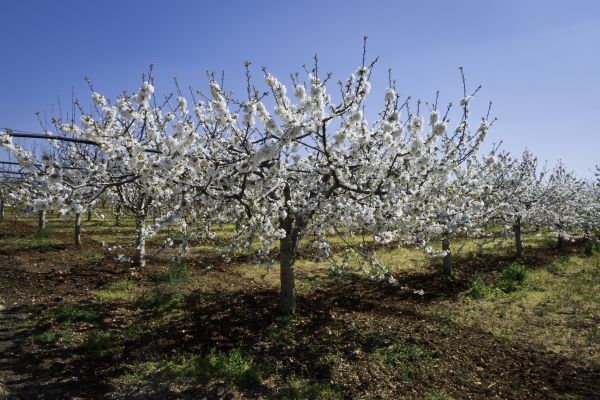 Orchard Planting in Largo
