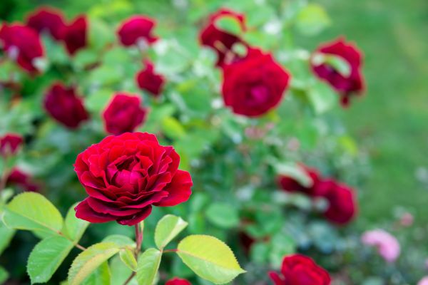 Rose Planting in Largo