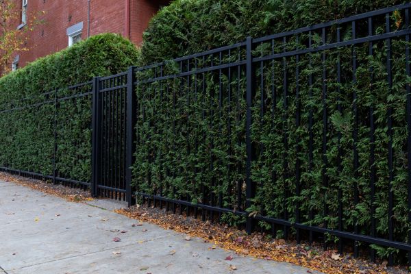 Privacy Hedge Installation in Largo