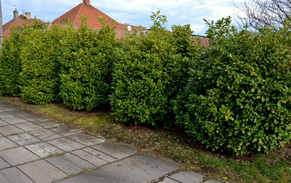 Privacy Shrub Installation in Largo