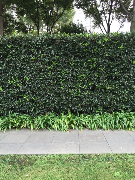 Privacy Shrub Planting in Largo