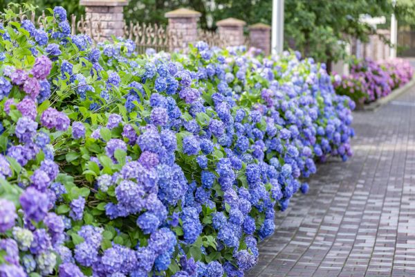 Hydrangea Landscaping in Largo