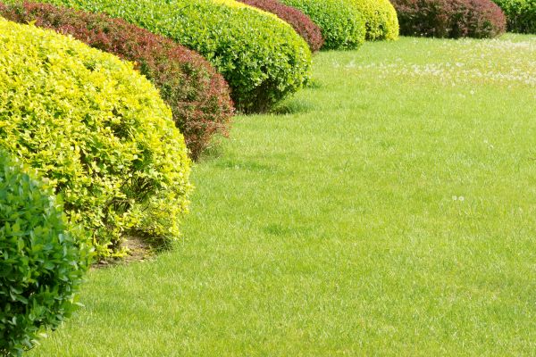 Shrubbery Planting in Largo