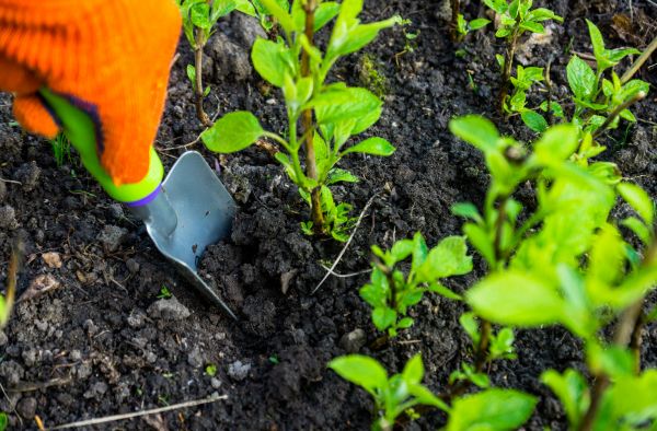 Hydrangea Planting in Largo