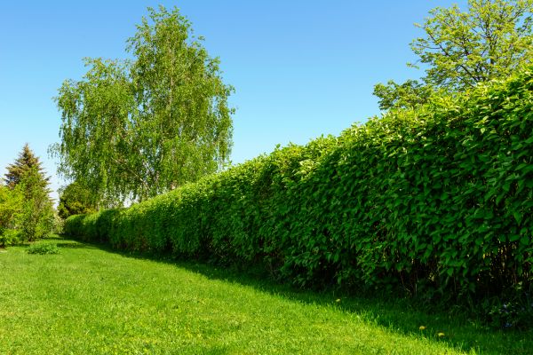 Hedge Replacement in Largo