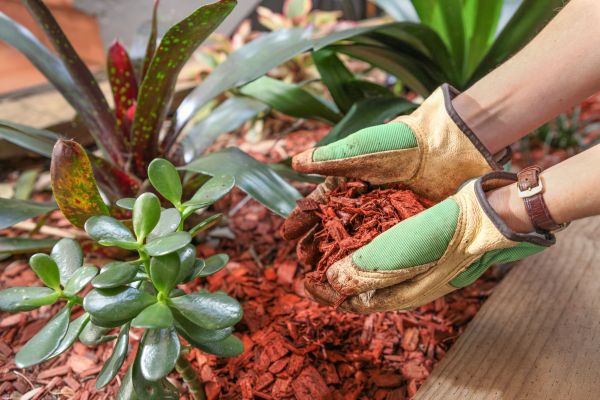 Cedar Mulch Installation in Largo