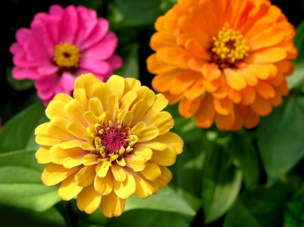 Zinnia Planting in Largo