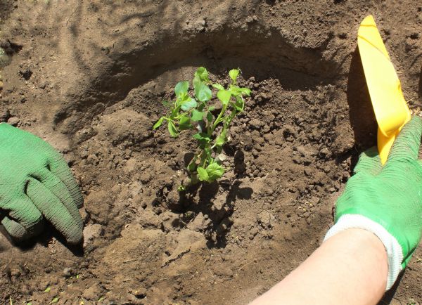 Rose Bush Planting in Largo
