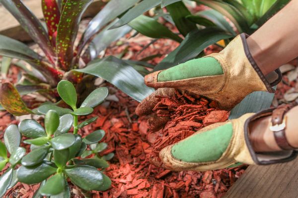 Residential Mulching in Largo