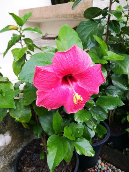 Hibiscus Planting in Largo