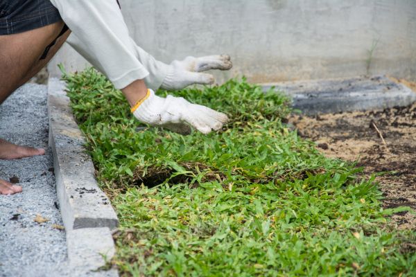 Ground Cover Planting in Largo